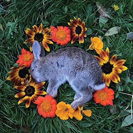 81Lkr2ZdioL._AC_UY436_FMwebp_QL65_