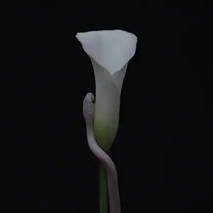 61bcISPXZiL._AC_UY436_FMwebp_QL65_