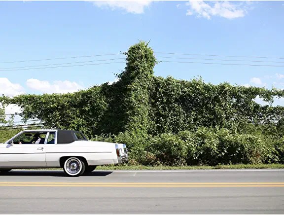 81ccf4JJT2L._AC_UY436_FMwebp_QL65_